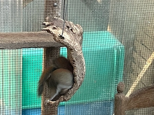 Rothörnchen-Jungtiere abzugeben Bild 3
