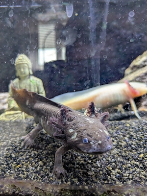 Drei Axolotl abzugeben