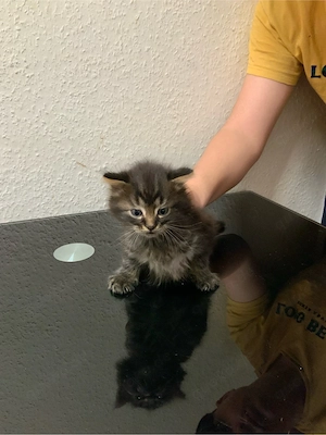 katzen babys Bild 6