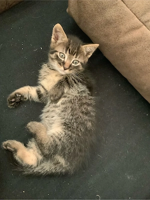 katzen babys Bild 2