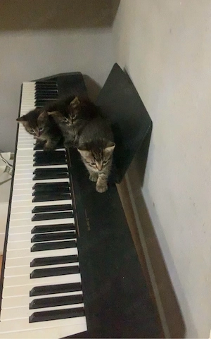 katzen babys Bild 7
