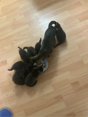 katzen babys Bild 5