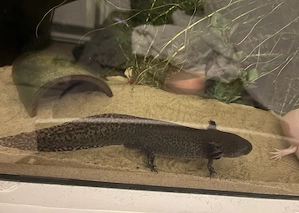 Axolotl 4 Stück Bild 2