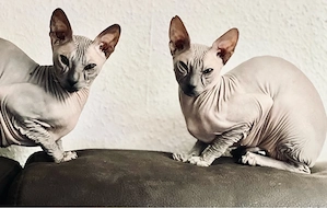 suche Sphynx Deckkater