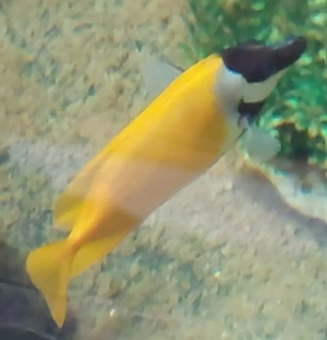 Fuchsgesicht Siganus vulpinus Top Fit Meerwasserfisch 17 cm  Bild 6