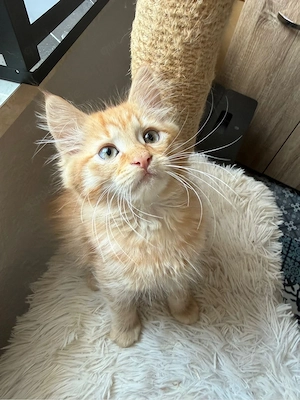 Maine Coon Sphynx Kitte