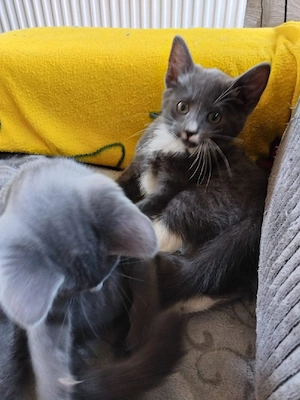 Russisch Blau Kitten Katzen 