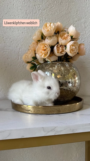 Superzahme Löwenköpfchen dürfen bald ausziehen! Kaninchen Zwergkaninchen Löwenzwerge  Bild 3