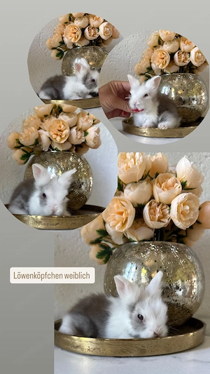 Superzahme Löwenköpfchen dürfen bald ausziehen! Kaninchen Zwergkaninchen Löwenzwerge  Bild 2