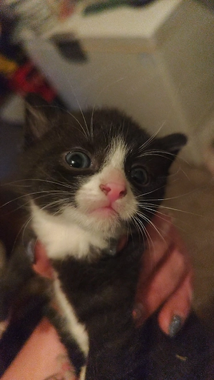 Katzen Kitten