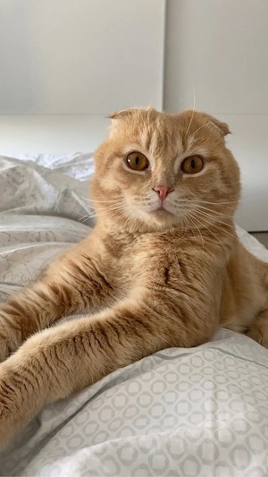 Freigänger - Kater Bild 2