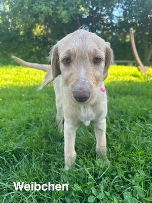 Labrador-Doodle Welpen