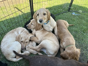 Labrador-Doodle Welpen
