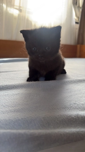 Süße Katzenbabys suchen ein liebevolles Zuhause Bild 4