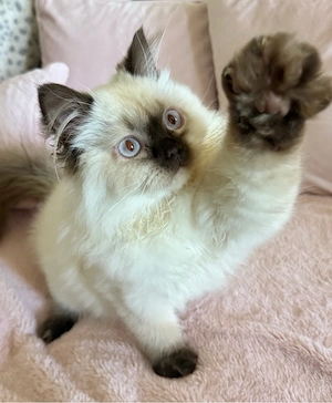 BLH Katze schoko point 