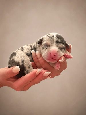 American bully Welpen mit Papiere 