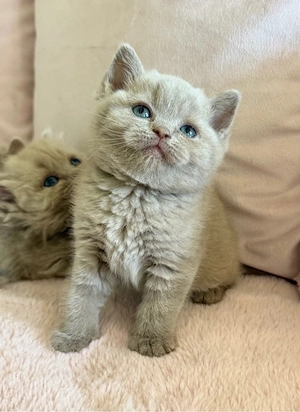 BKH Kitten fawn mädchen 