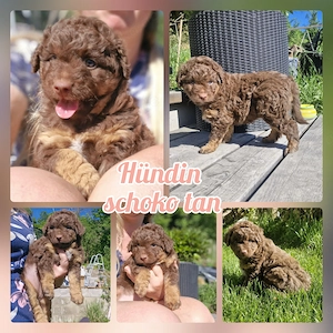 Mini Aussiedoodle Welpe in SCHOKO TAN