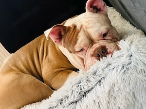 Bully sucht neues zu Hause