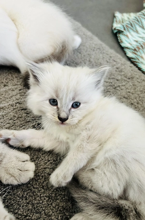Ragdoll x BKH Kitten  Bild 2