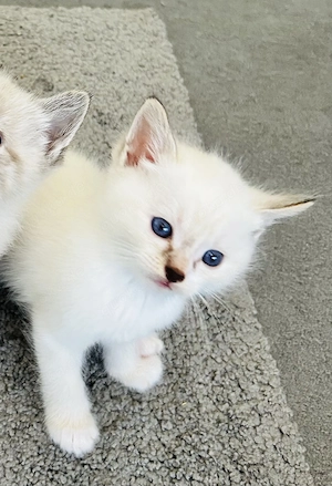 Ragdoll x BKH Kitten  Bild 4