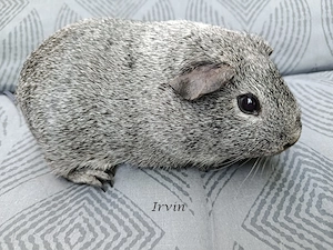 Junge Meerschweinchen abzugeben