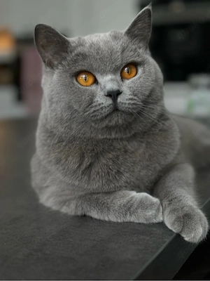 Liebevolle BKH Katze (Britisch Kurzhaar) abzugeben   kastriert