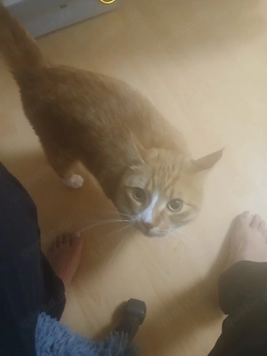 E K H gesundes katze