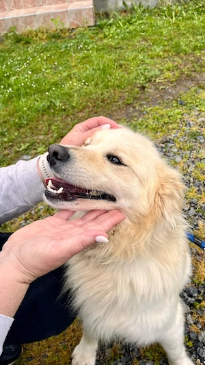 Sonnenschein Mischlingsrüde Cooper sucht seine Familie