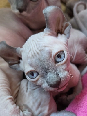 Sphynx-Elf Kitten, abgabebereit, letztes Mädchen,