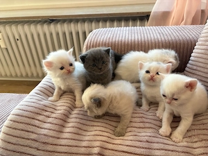 bezaubernde blh-perser kitten