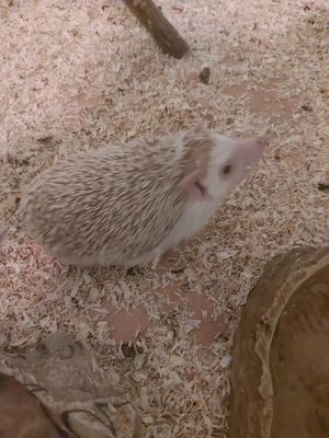 afrikanische weißbauchigel.  