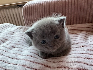 bezaubernde blh-perser kitten