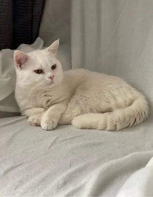 BKH Kater 18 Monate Bild 2