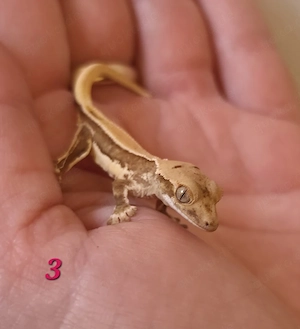 Wunderschöne Kronengeckos (Correlophus ciliatus) aus Nachzucht 2026 abzugeben!