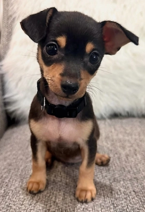 Chihuahua-welpen 