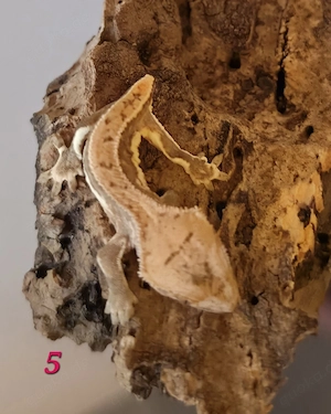 Wunderschöne Kronengeckos (Correlophus ciliatus) aus Nachzucht 2026 abzugeben! Bild 3