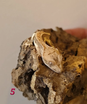 Wunderschöne Kronengeckos (Correlophus ciliatus) aus Nachzucht 2026 abzugeben! Bild 2