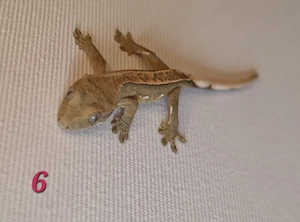 Wunderschöne Kronengeckos (Correlophus ciliatus) aus Nachzucht 2026 abzugeben!