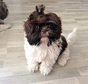  Bezauberndes Shih Tzu Mädchen  Mochi  sucht ein liebevolles Zuhause!