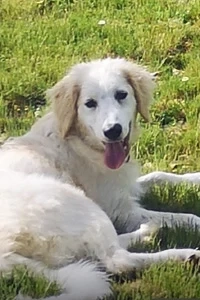 Corrado sucht eine Familie