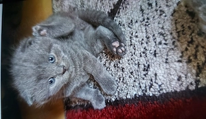 Britische Kurzhaar Kitten zu verkaufen 