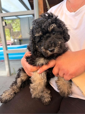 Maltipoo Rüde 