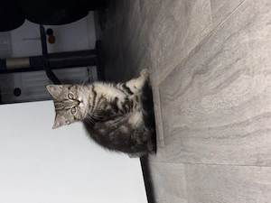 Bkh blh kitten ab dem 6.6.26 abzugeben 