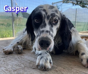 Casper, 03 24 - sensibler Setter sucht sein Glück