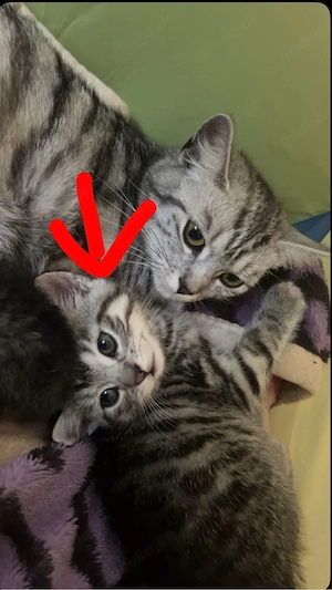 Baby Katze  Bild 3