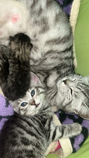 Baby Katze  Bild 5