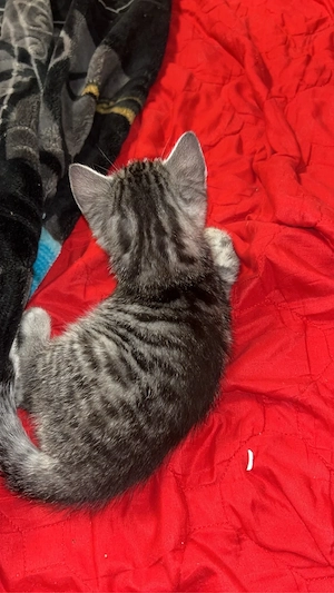 Baby Katze  Bild 4