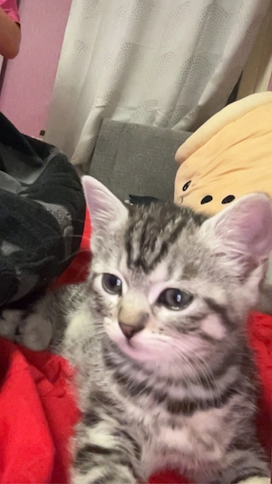 Baby Katze  Bild 2