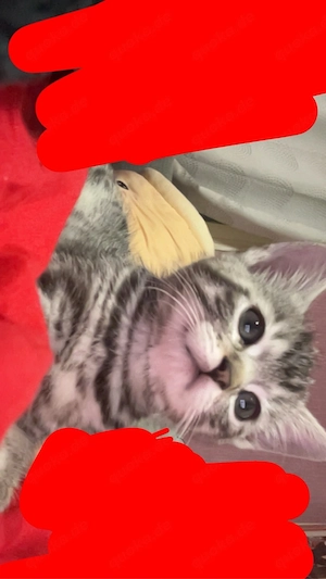 Baby Katze 